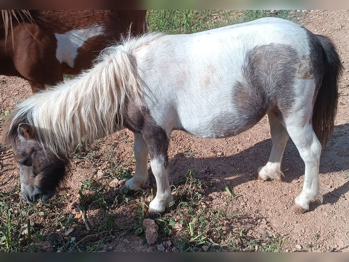 Kuce szetlandzkie Klacz 2 lat 75 cm Srokata in Illar