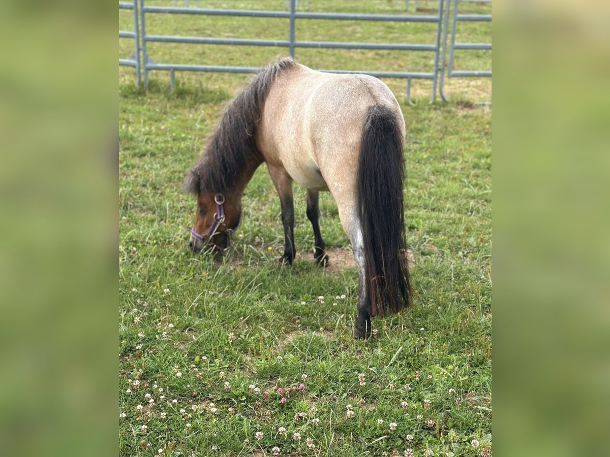 Kuce szetlandzkie Klacz 2 lat 90 cm in Bad M&#xFC;nstereifel