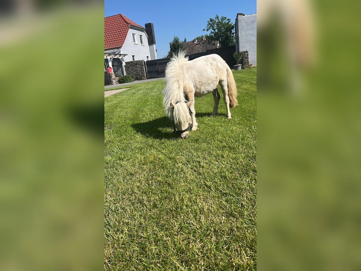 Kuce szetlandzkie Klacz 2 lat Srokata in Rhinow