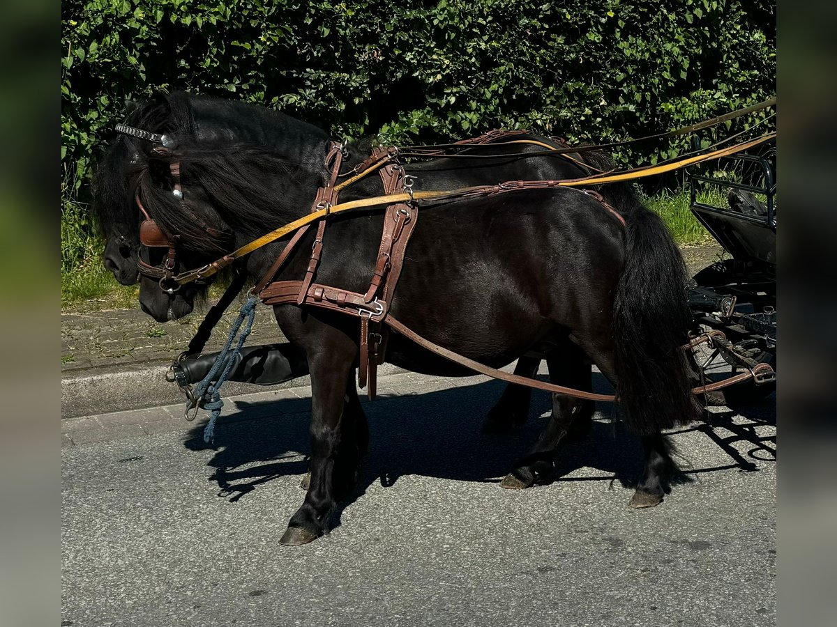 Kuce szetlandzkie Klacz 3 lat 100 cm Kara in Süderlügum