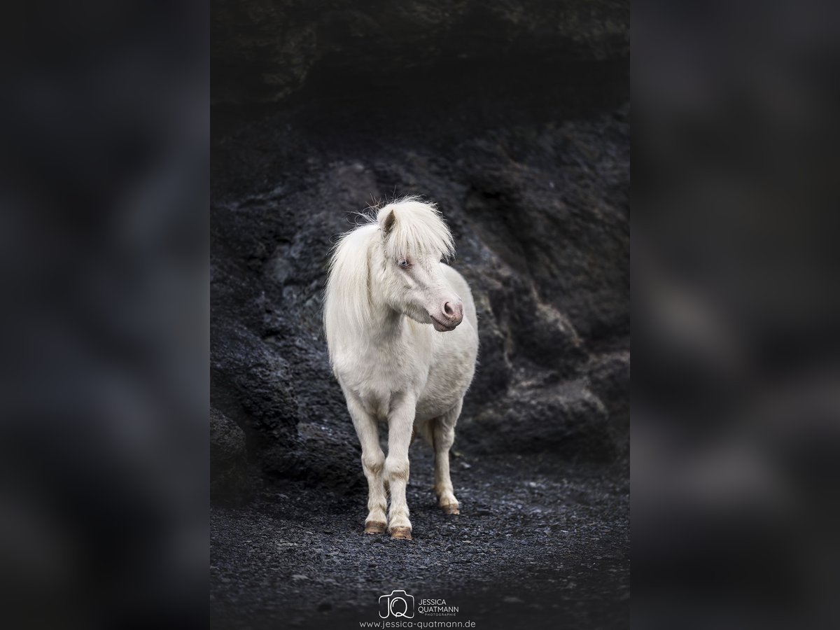 Kuce szetlandzkie Klacz 3 lat 90 cm Cremello in Walchum