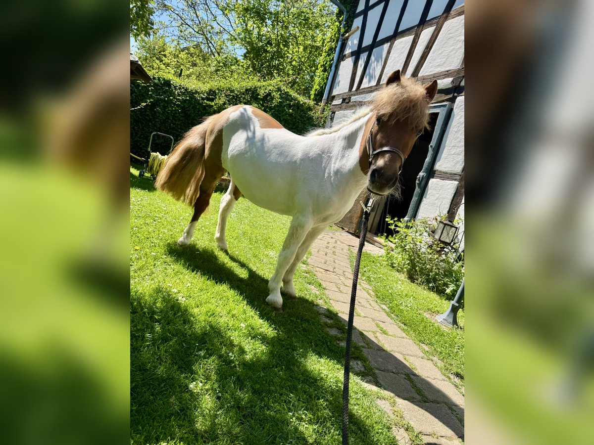 Kuce szetlandzkie Klacz 3 lat 97 cm Srokata in HunzelNastätten