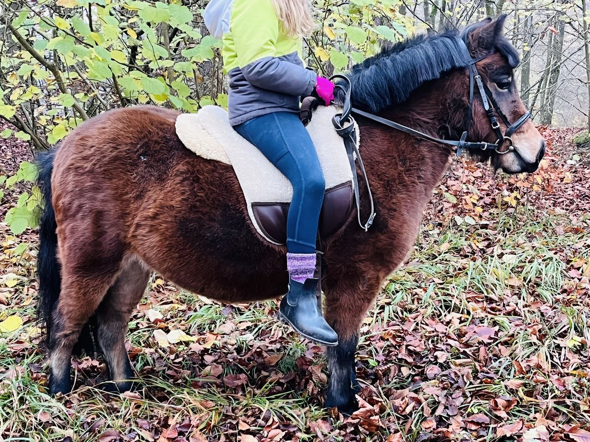 Kuce szetlandzkie Klacz 4 lat 107 cm Gniada in Ursensollen