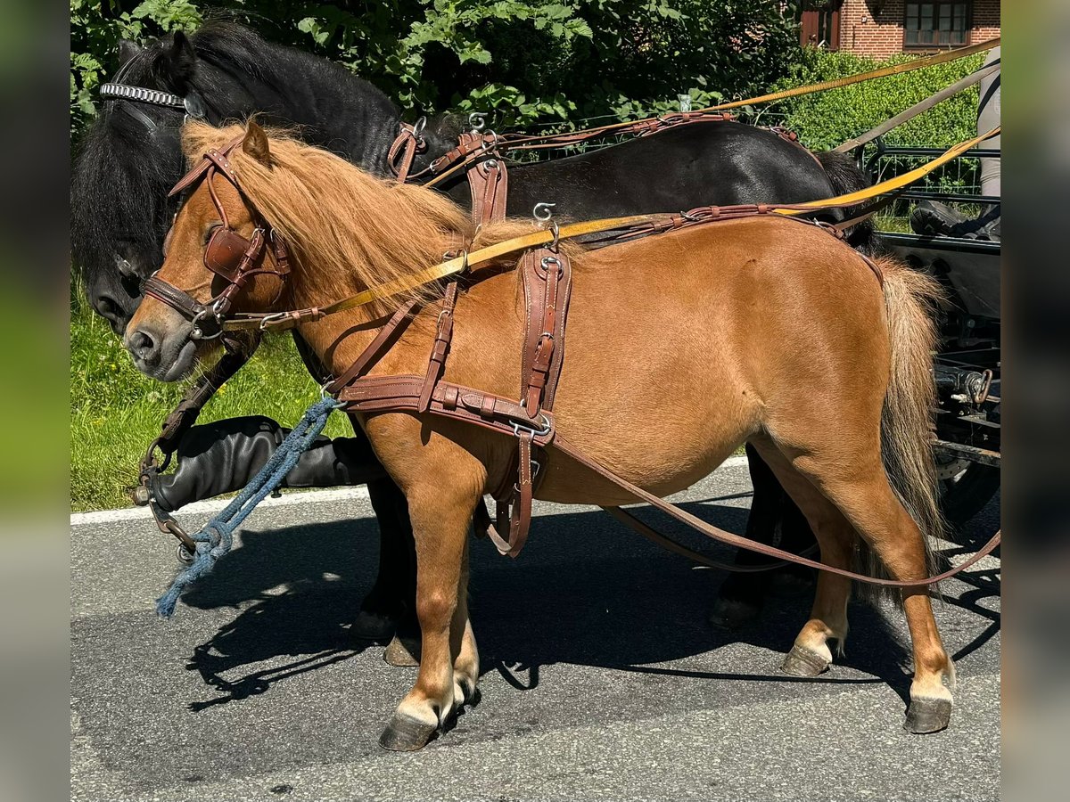 Kuce szetlandzkie Klacz 4 lat 90 cm Kasztanowata in Süderlügum