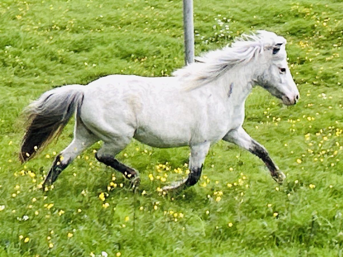 Kuce szetlandzkie Klacz 5 lat 102 cm Tarantowata in Schieren