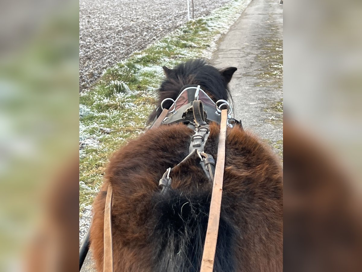 Kuce szetlandzkie Klacz 5 lat 107 cm Gniada in Ursensollen