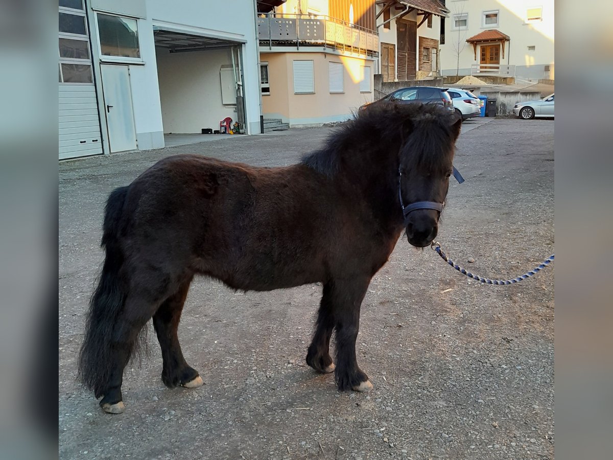 Kuce szetlandzkie Klacz 5 lat 108 cm Ciemnogniada in M&#xFC;hlingen