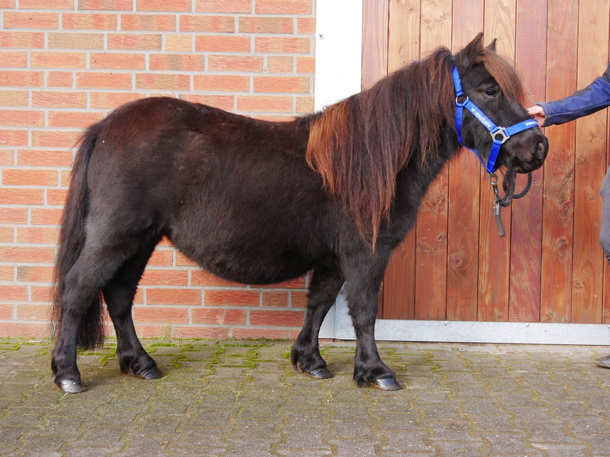 Kuce szetlandzkie Klacz 5 lat 94 cm in Dorsten