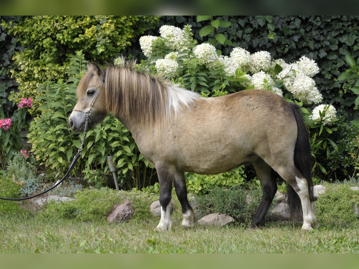 Kuce szetlandzkie Klacz 6 lat 81 cm Jelenia in Lodz