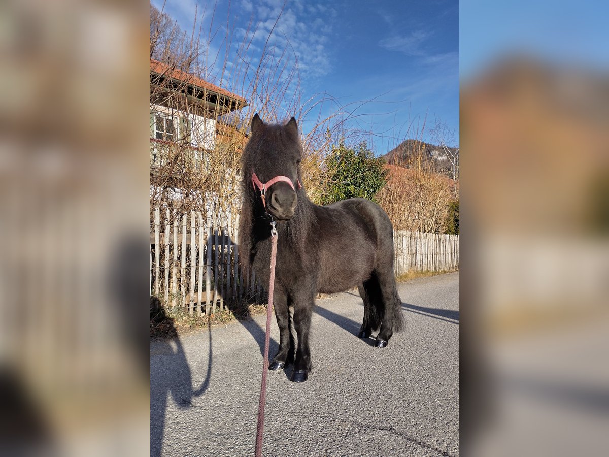 Kuce szetlandzkie Klacz 7 lat 100 cm Kara in Aschau im Chiemgau