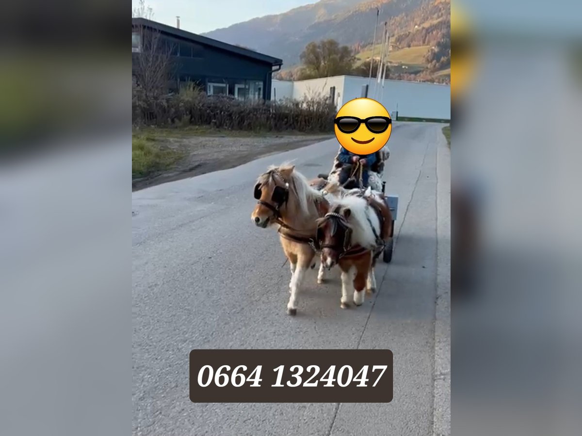 Kuce szetlandzkie Klacz 7 lat in Obertilliach