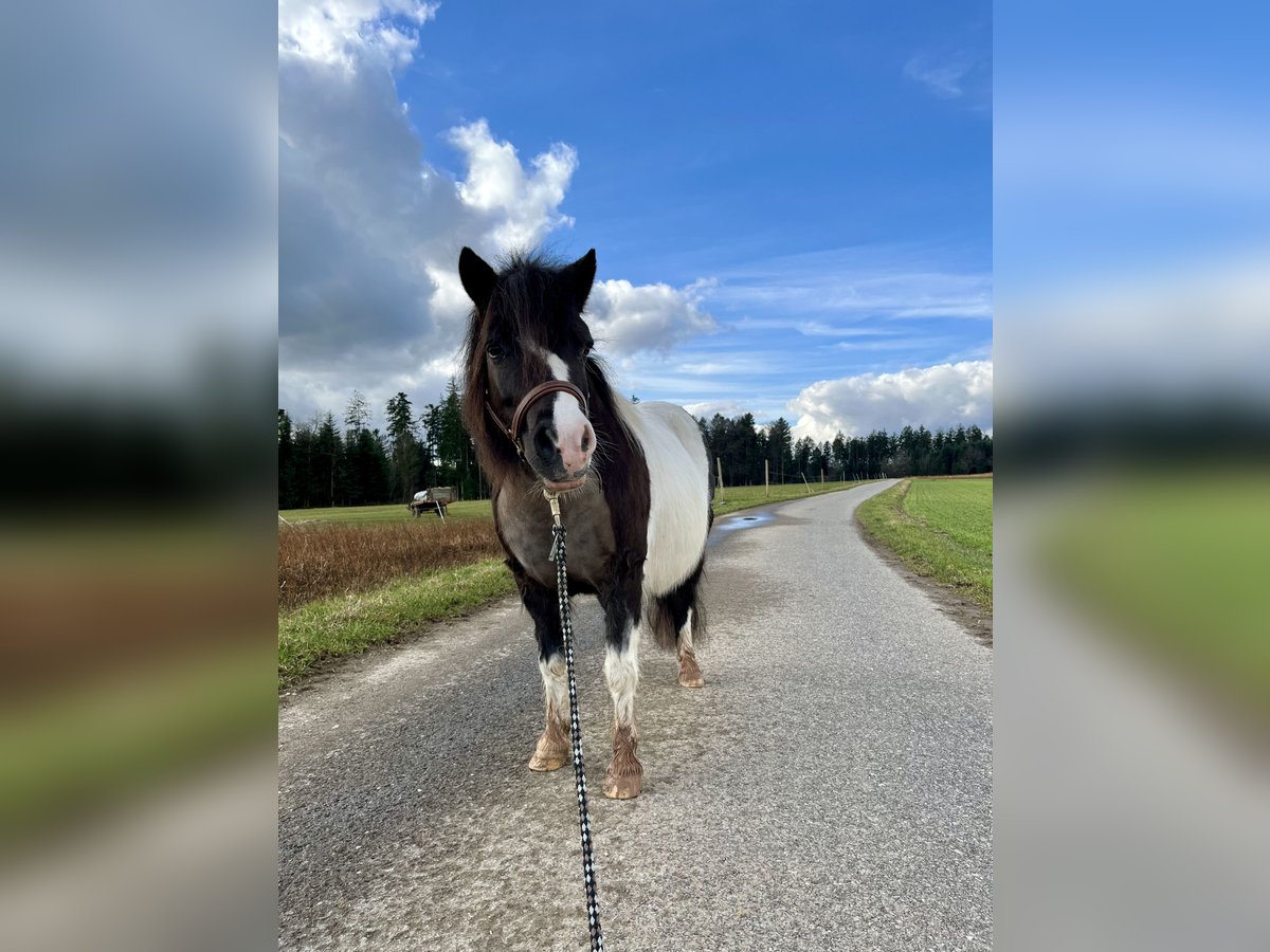 Kuce szetlandzkie Klacz 8 lat 105 cm Srokata in Alfdorf