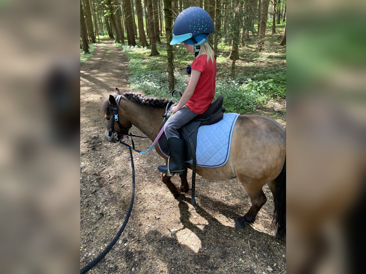 Kuce szetlandzkie Klacz 8 lat 90 cm Ciemnogniada in Aying