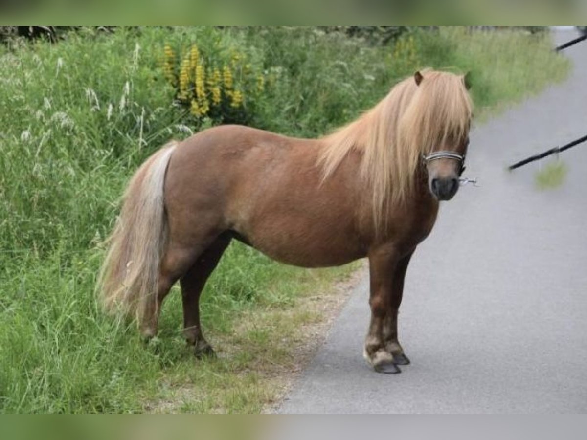 Kuce szetlandzkie Klacz 8 lat 93 cm Ciemnokasztanowata in Rehlingen-Siersburg