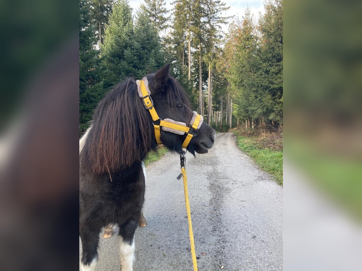 Kuce szetlandzkie Klacz 9 lat 106 cm Srokata in Alfdorf