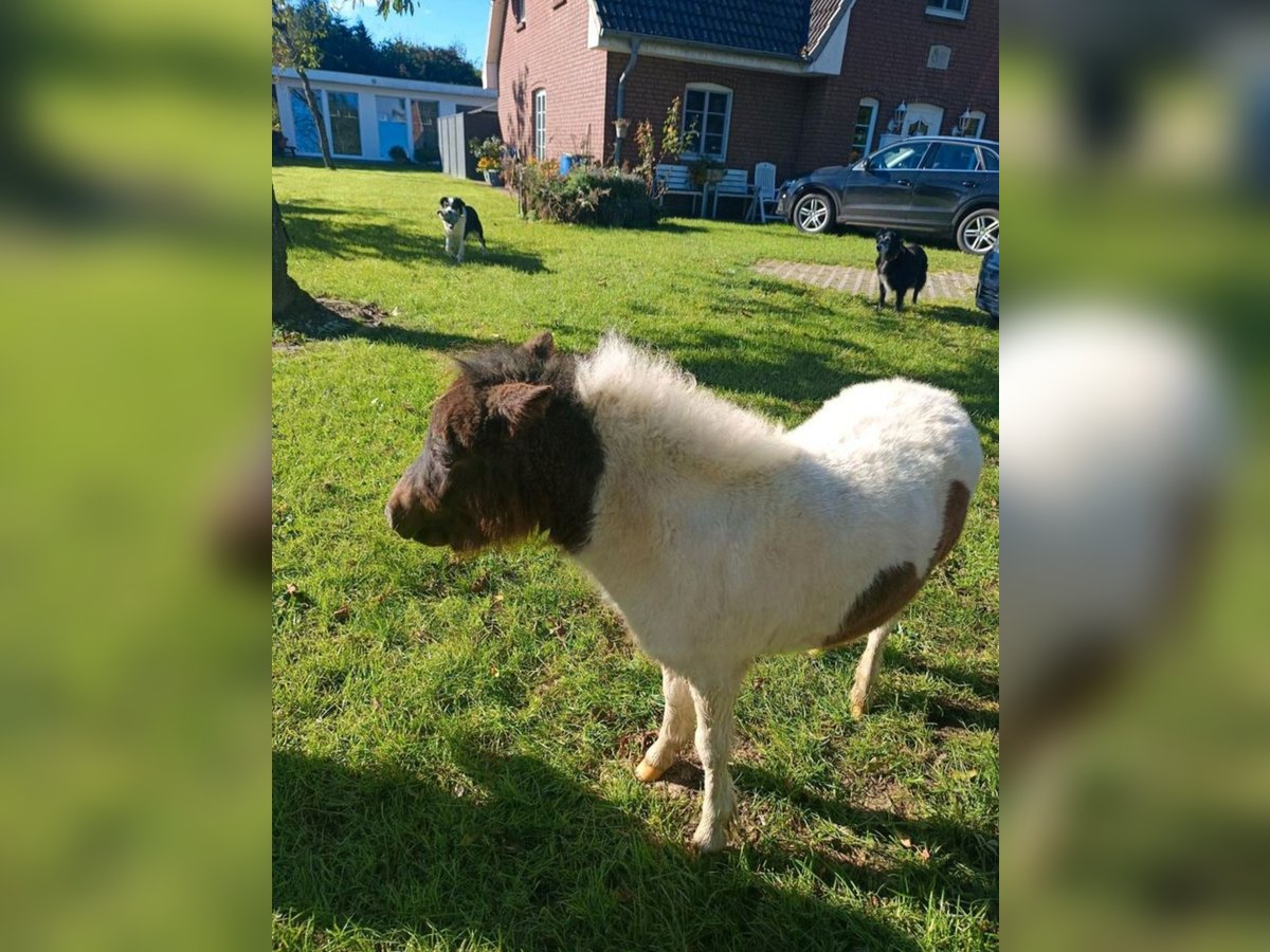 Kuce szetlandzkie Klacz Źrebak (04/2024) 95 cm Srokata in hohenlockstedt