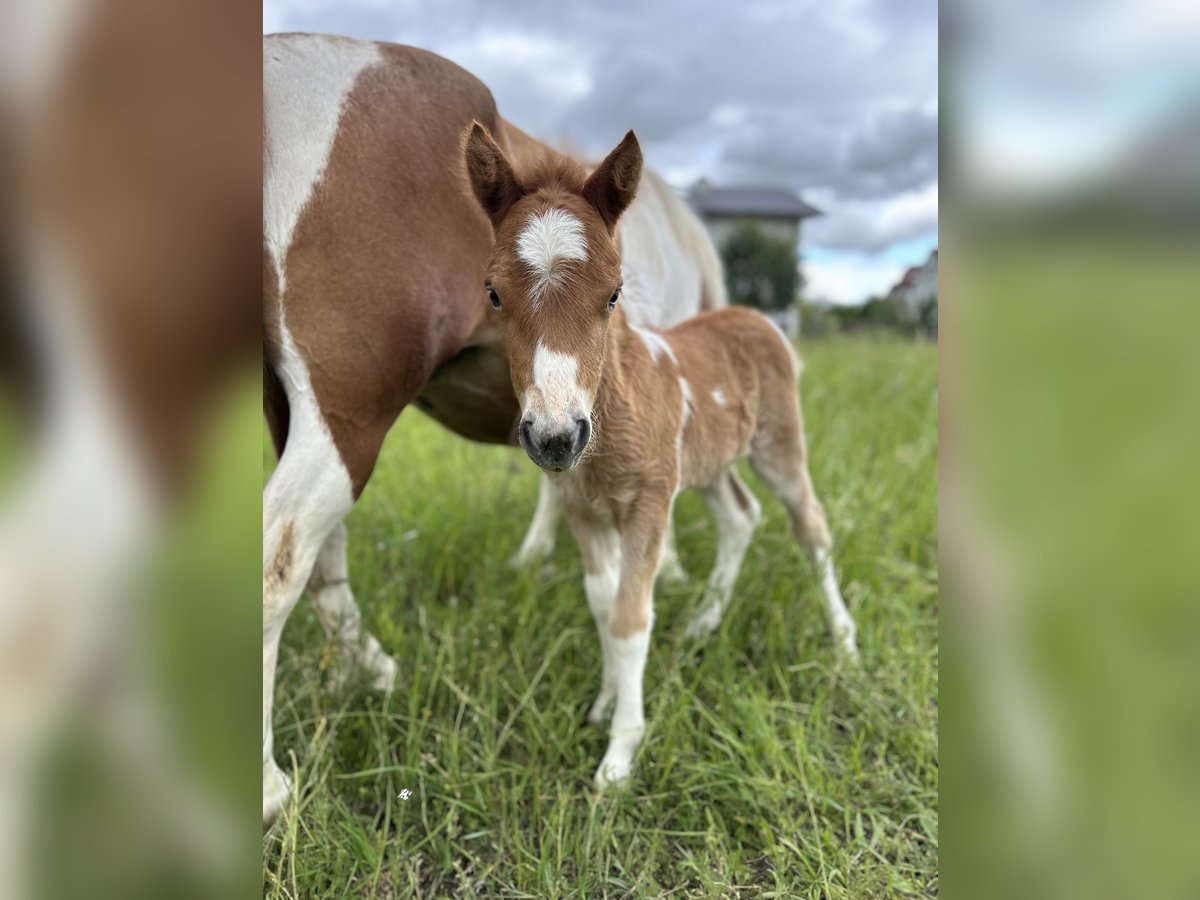 Kuce szetlandzkie Klacz Źrebak (05/2024) Srokata in Königsbrunn