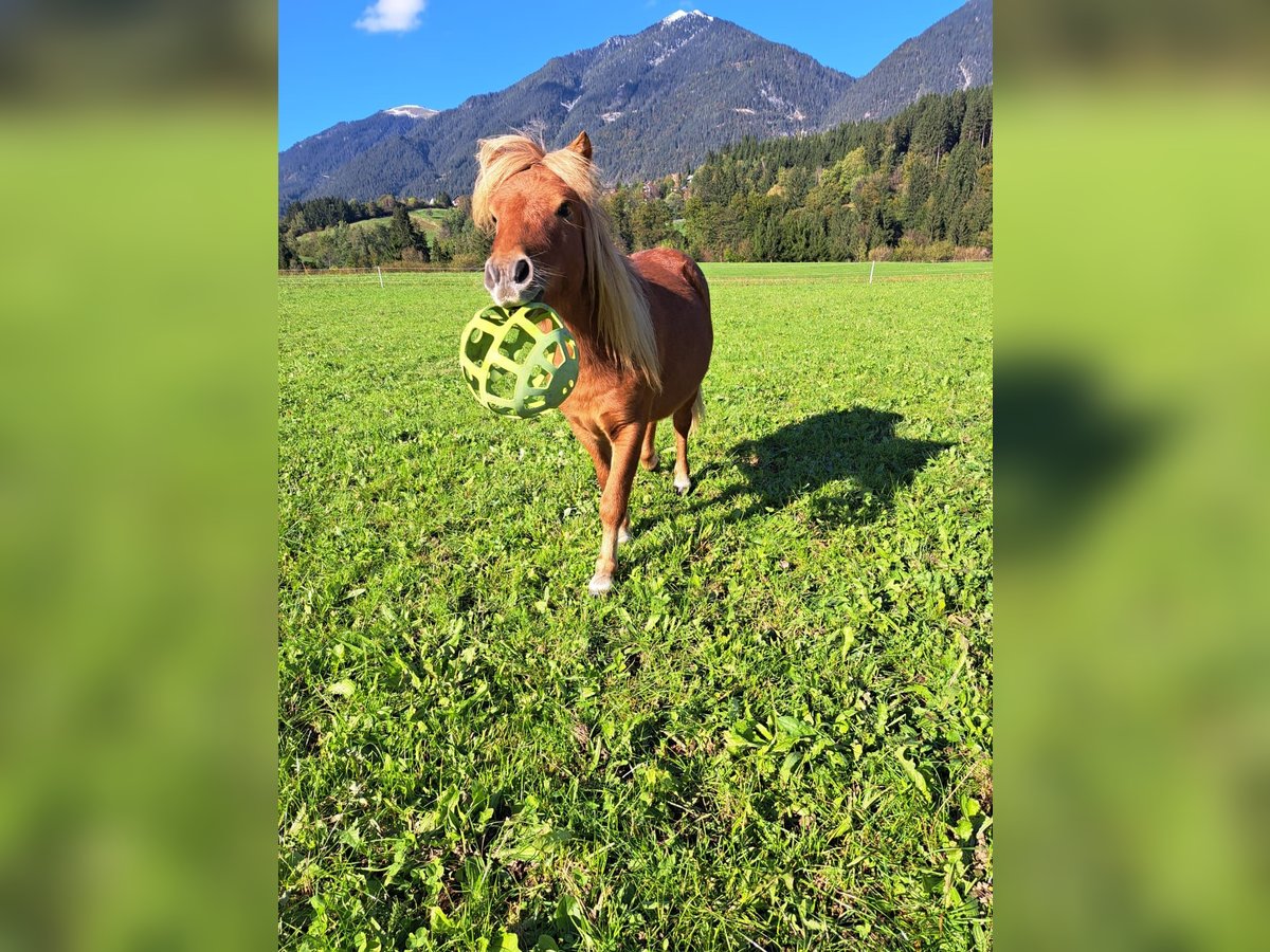 Kuce szetlandzkie Ogier 2 lat 90 cm Kasztanowata in Hermagor-Pressegger See