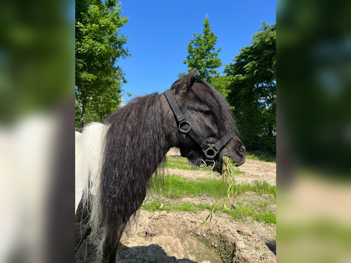 Kuce szetlandzkie Ogier 4 lat 100 cm Srokata in Nettetal