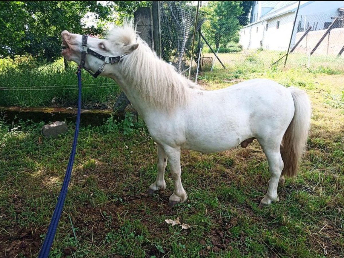 Kuce szetlandzkie Ogier 5 lat 97 cm Cremello in Mügeln