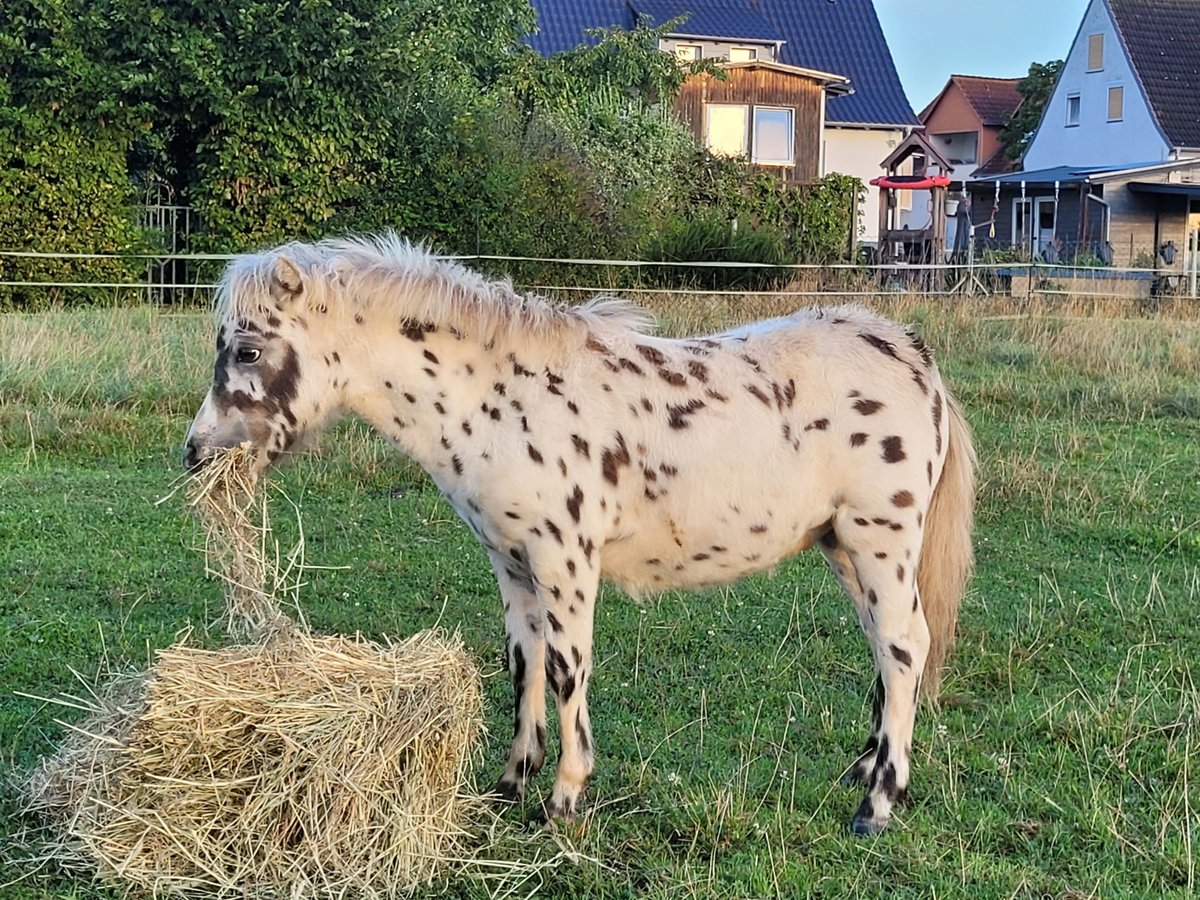 Kuce szetlandzkie Ogier Źrebak (04/2024) 100 cm Tarantowata in Wabern