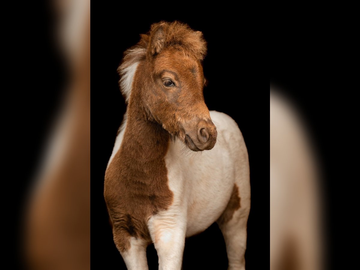 Kuce szetlandzkie Ogier Źrebak (05/2024) 103 cm Tobiano wszelkich maści in Groß Molzahn