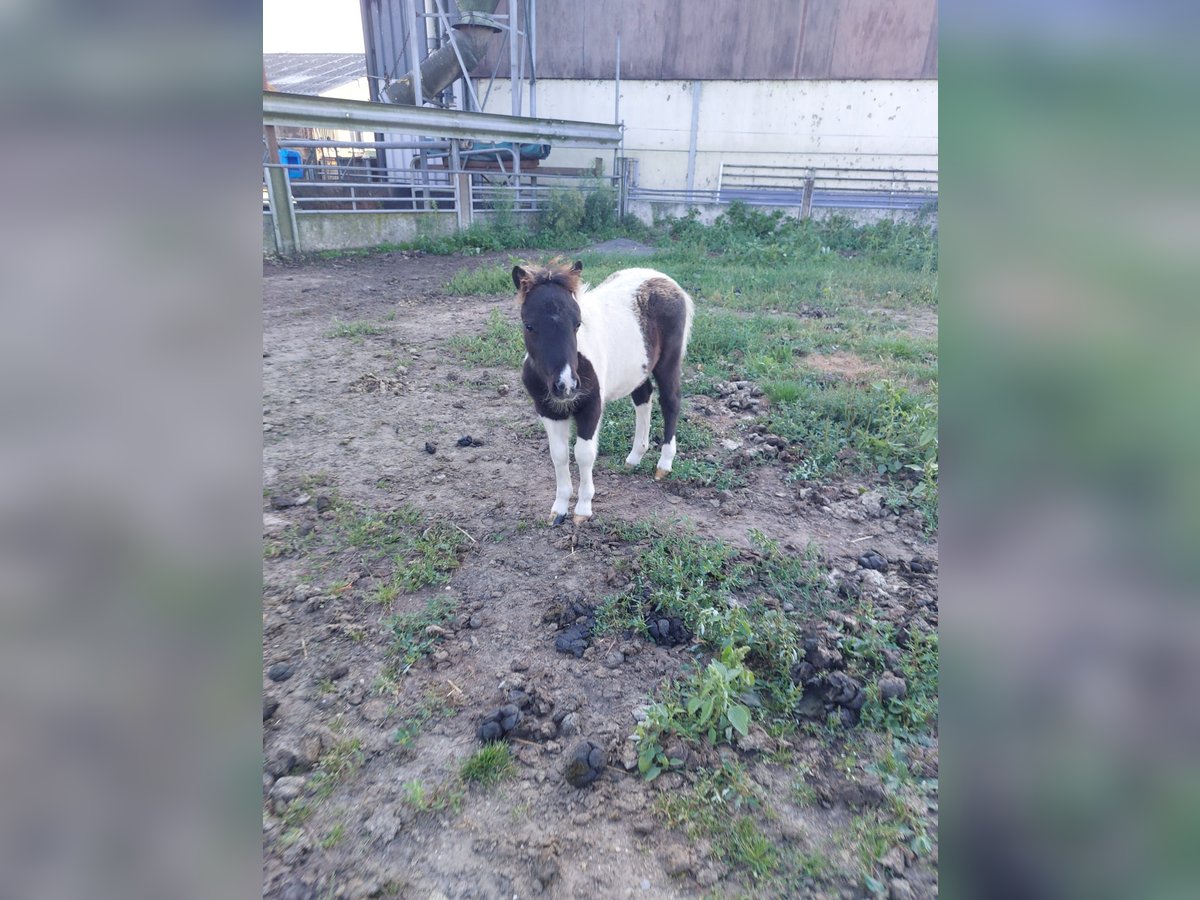 Kuce szetlandzkie Ogier Źrebak (06/2024) 90 cm in Susteren