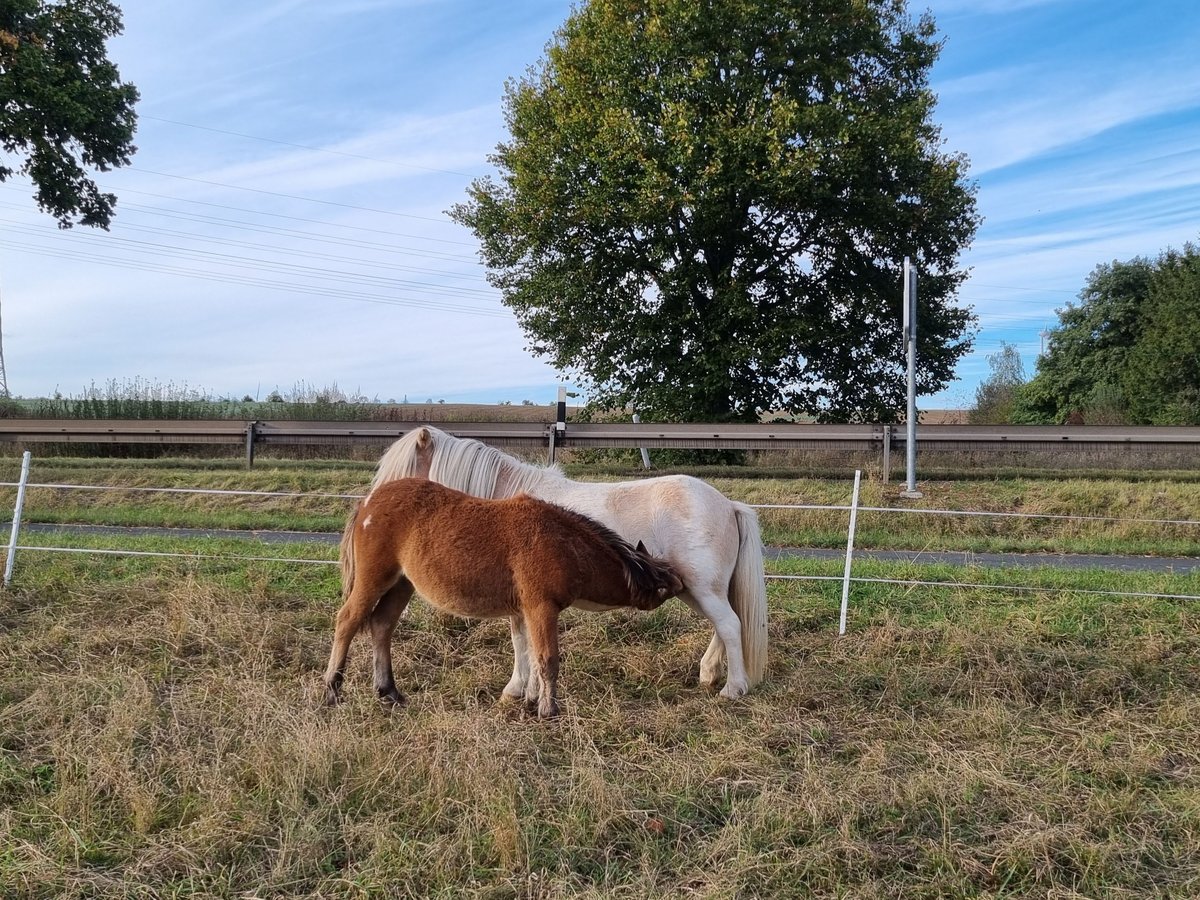 Kuce szetlandzkie Ogier Źrebak (04/2024) in Hörselberg-Hainich