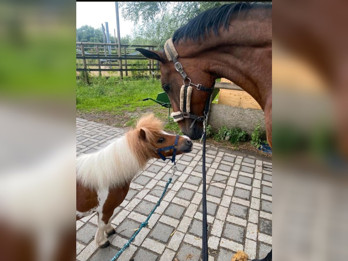 Kuce szetlandzkie Wałach 14 lat 85 cm Srokata in Welver
