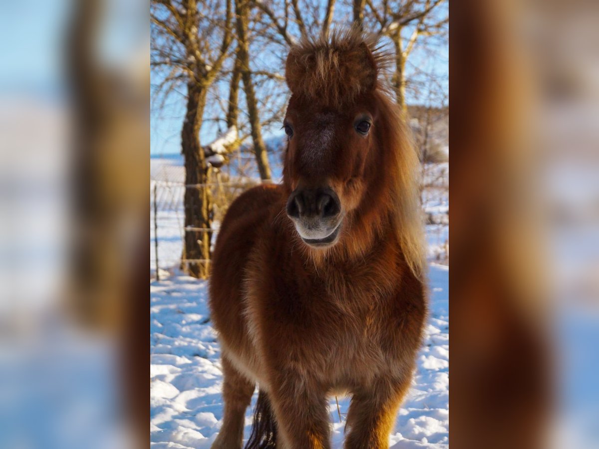 Kuce szetlandzkie Wałach 15 lat 95 cm Kasztanowata in Willanzheim