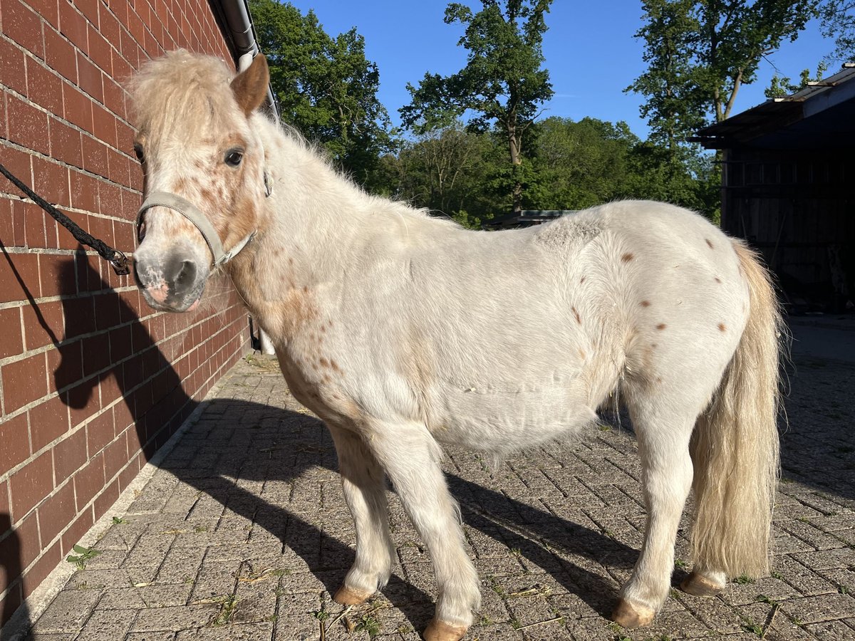 Kuce szetlandzkie Wałach 16 lat 95 cm Tarantowata in Emstek