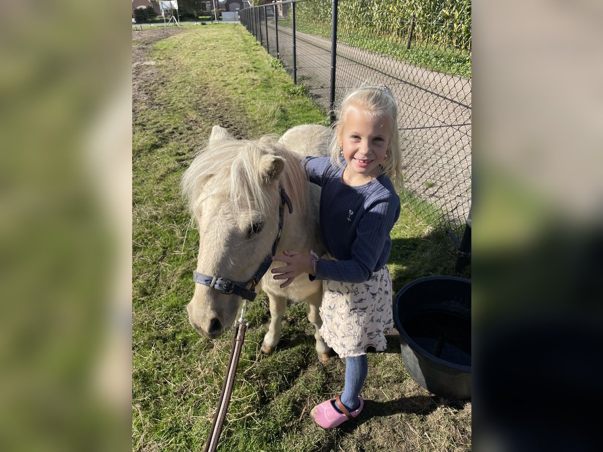 Kuce szetlandzkie Wałach 2 lat 90 cm Izabelowata in Ederveen