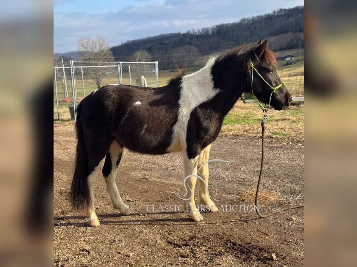 Kuce szetlandzkie Wałach 3 lat 112 cm Tobiano wszelkich maści in Hartsville, TN