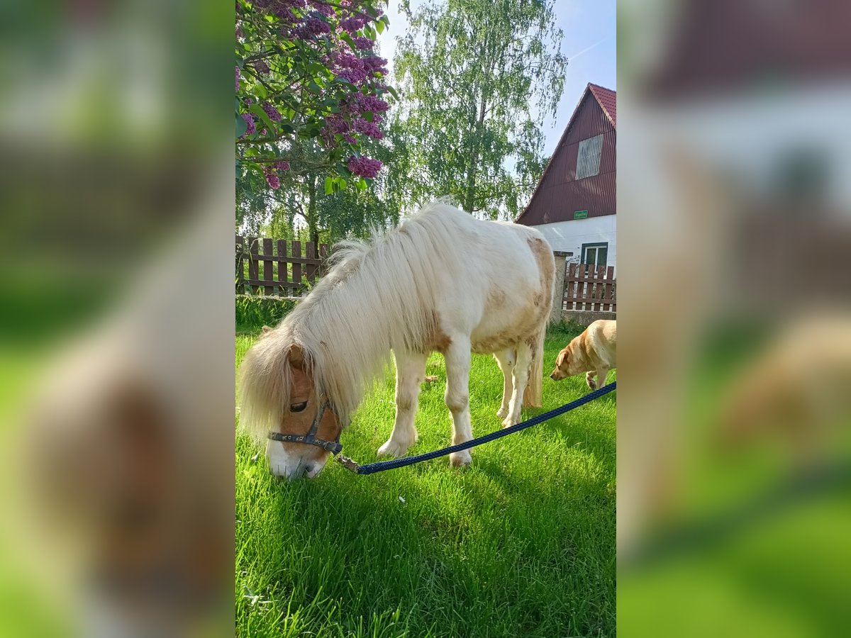 Kuce szetlandzkie Wałach 11 lat 91 cm Srokata in Künzelsau