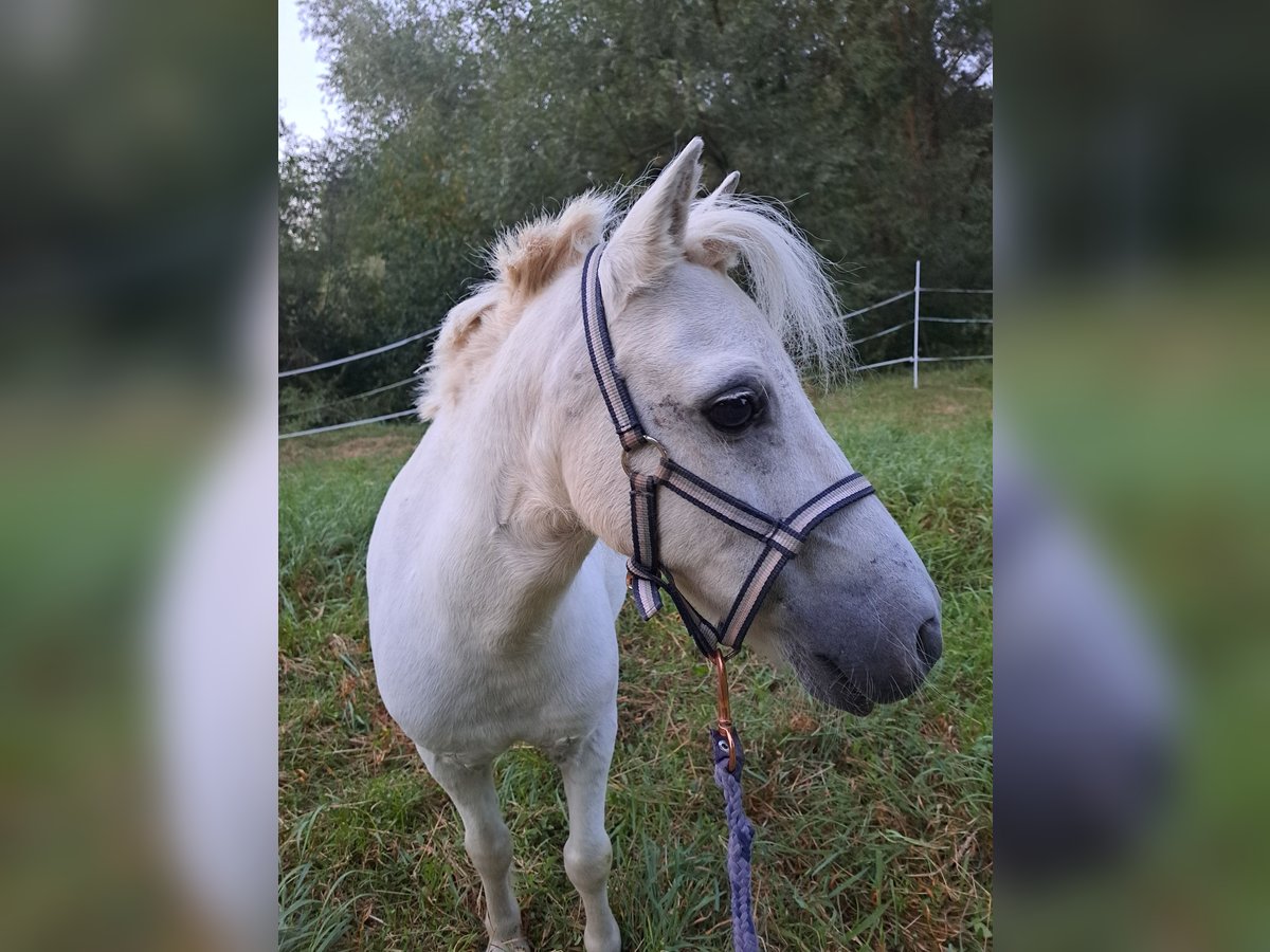 Kuce szetlandzkie Wałach 13 lat 95 cm Siwa in Grettstadt