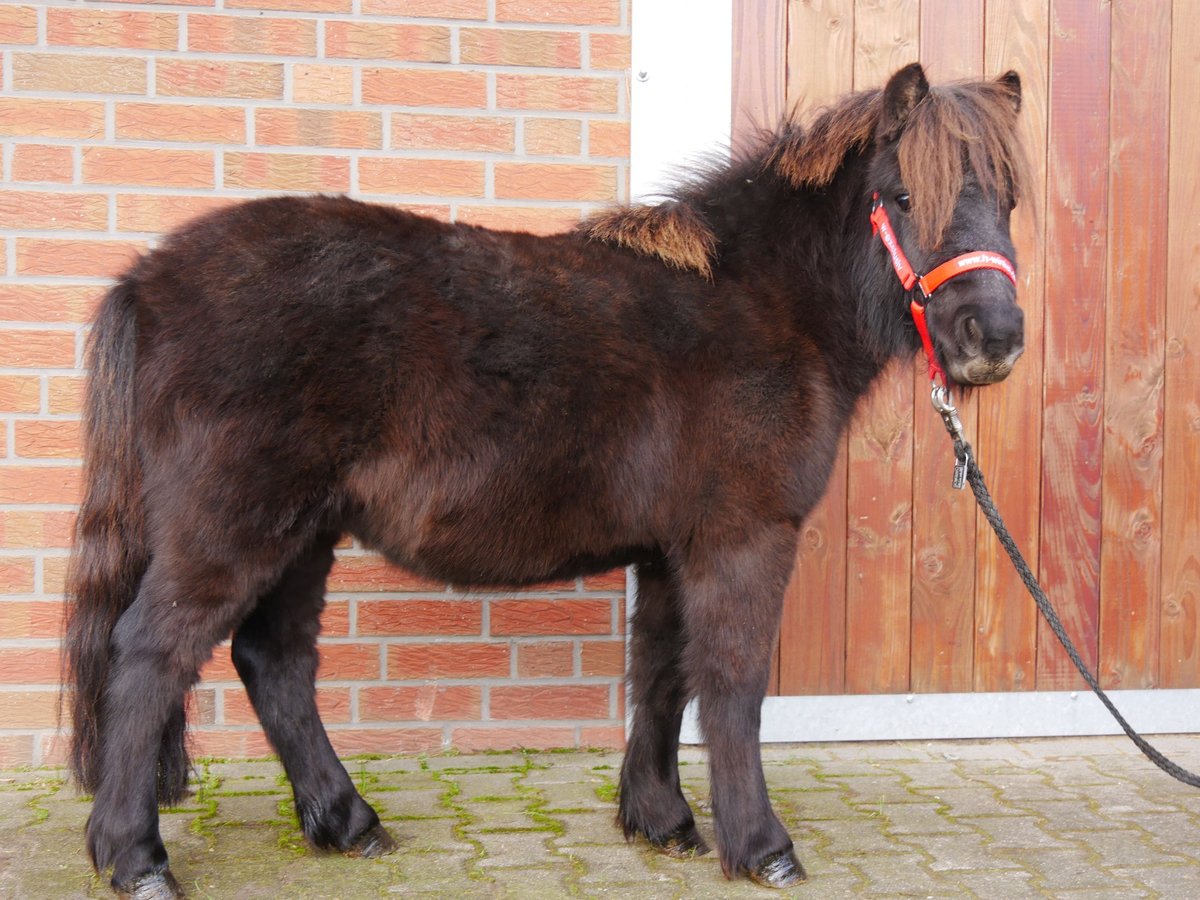 Kuce szetlandzkie Wałach 3 lat 100 cm in Dorsten