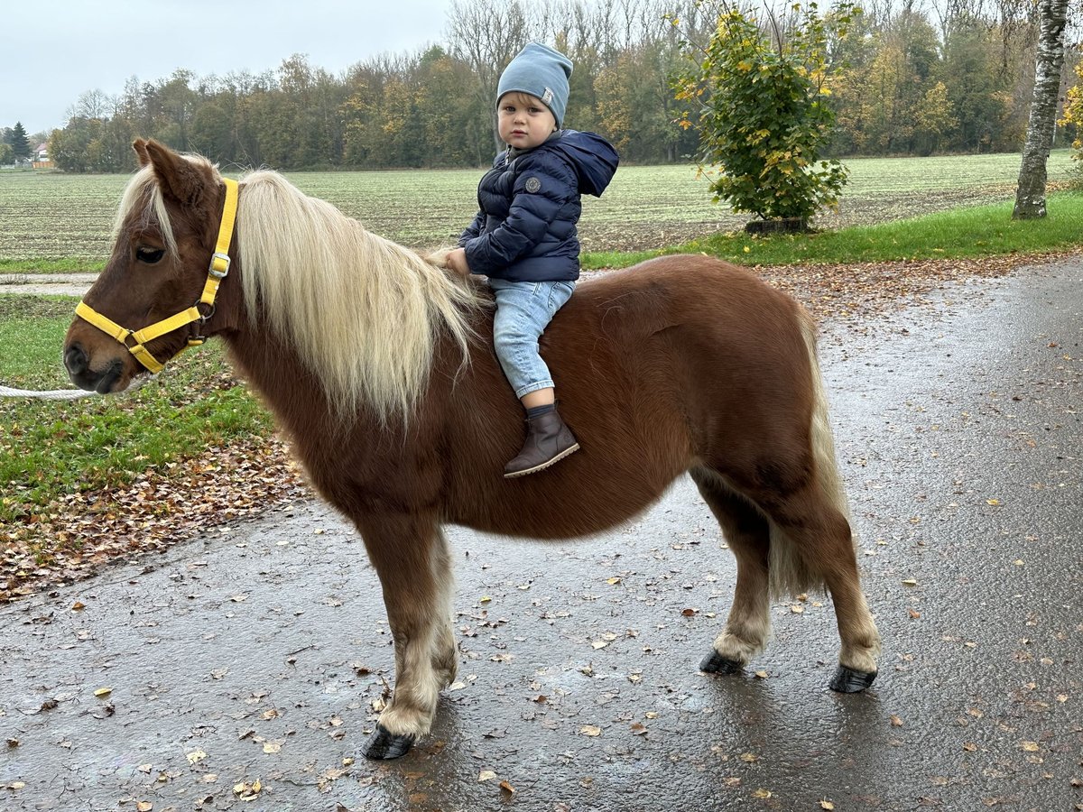 Kuce szetlandzkie Wałach 3 lat 110 cm Kasztanowata in Riedlingen