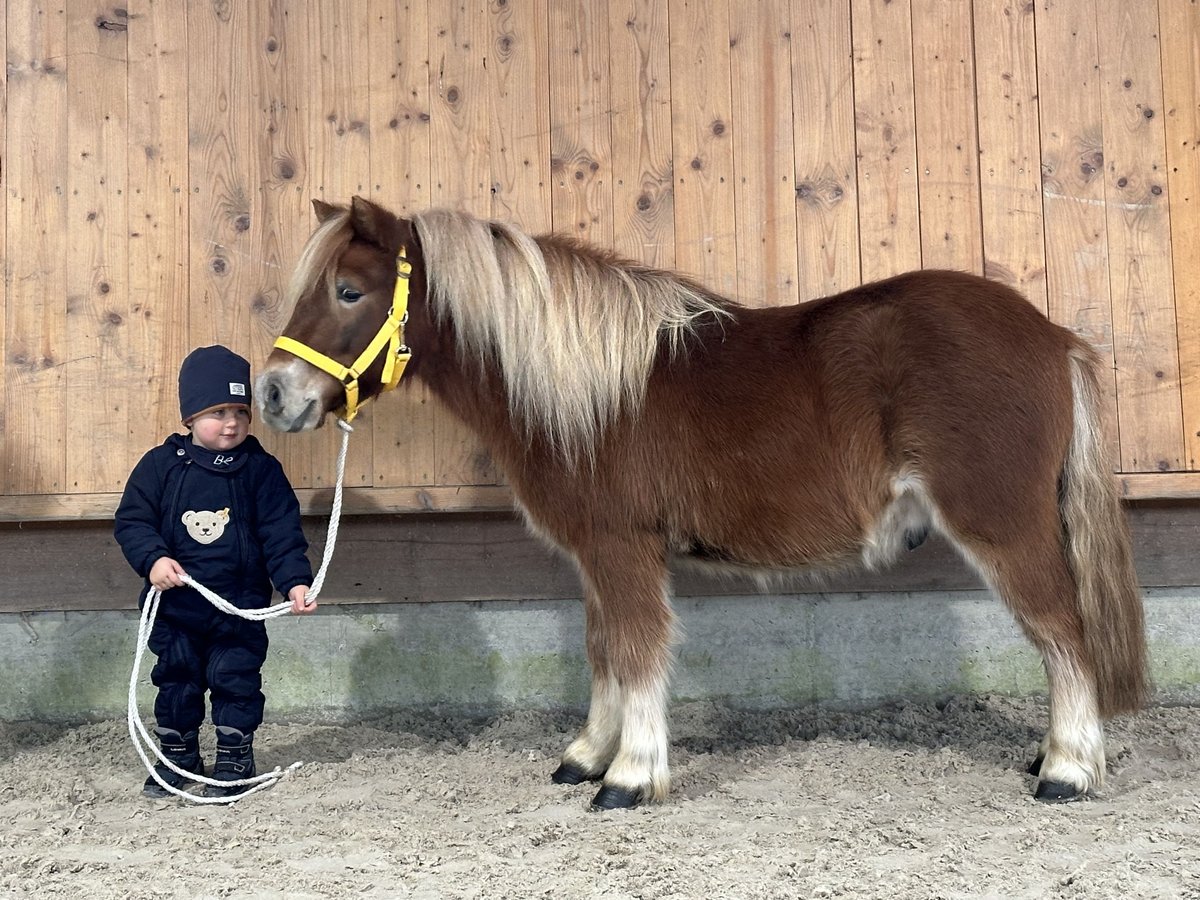 Kuce szetlandzkie Wałach 3 lat 114 cm Kasztanowata in Riedlingen