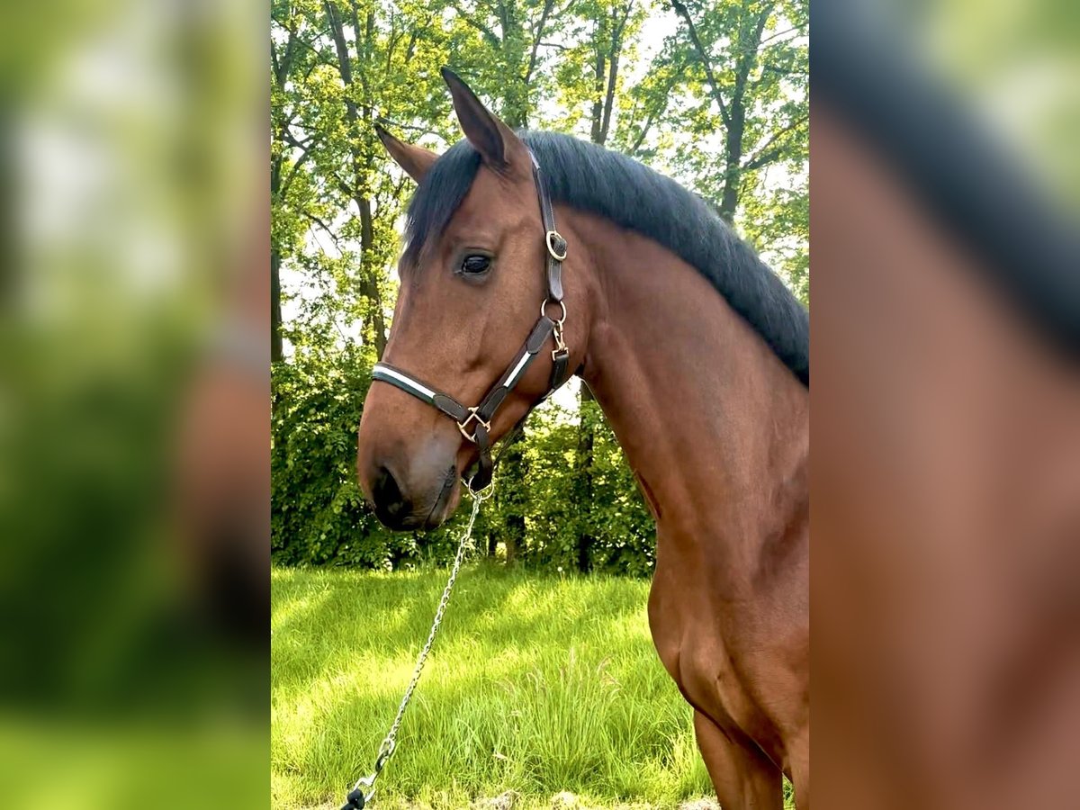 Kuce szetlandzkie Wałach 3 lat 168 cm Gniada in Haag Dorf