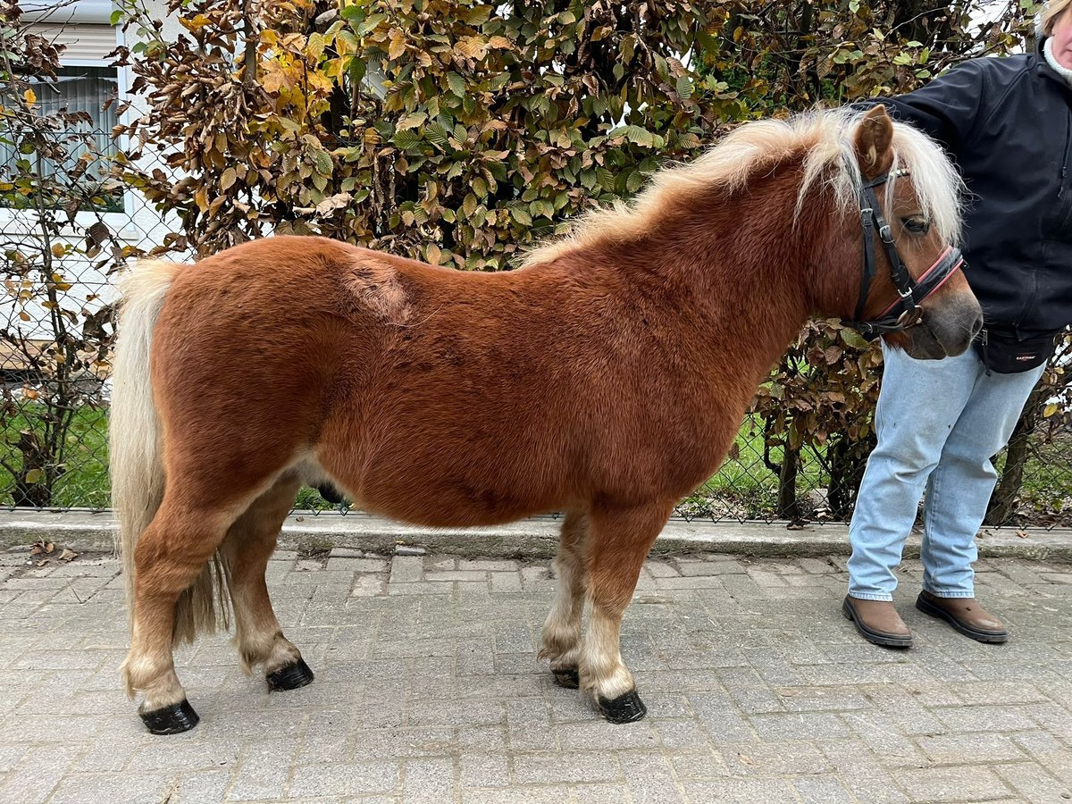 Kuce szetlandzkie Wałach 5 lat 105 cm Kasztanowata in Einbeck