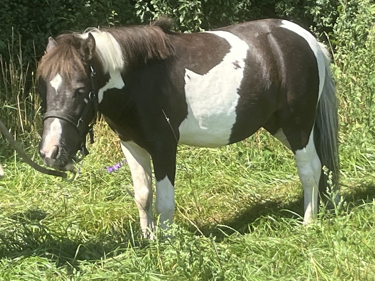 Kuce szetlandzkie Wałach 5 lat 105 cm Srokata in Ursensollen