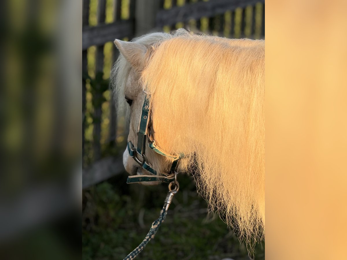 Kuce szetlandzkie Wałach 6 lat 115 cm Srokata in Babensham