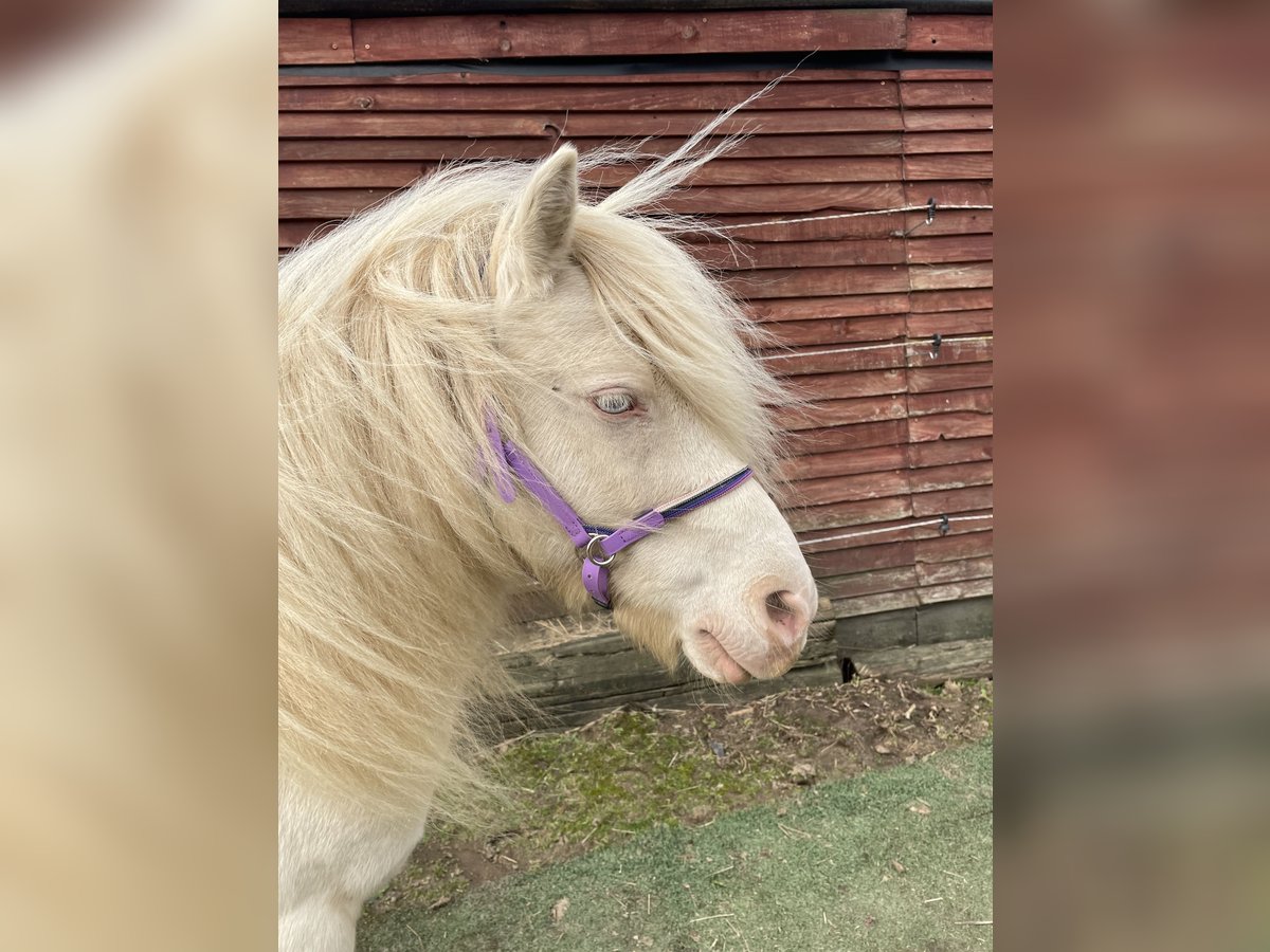 Kuce szetlandzkie Wałach 7 lat 100 cm Cremello in Enger