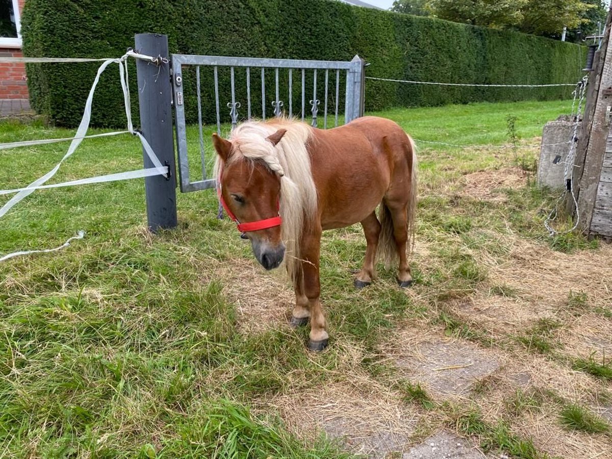 Kuce szetlandzkie Wałach 7 lat 90 cm Kasztanowata in Rheine