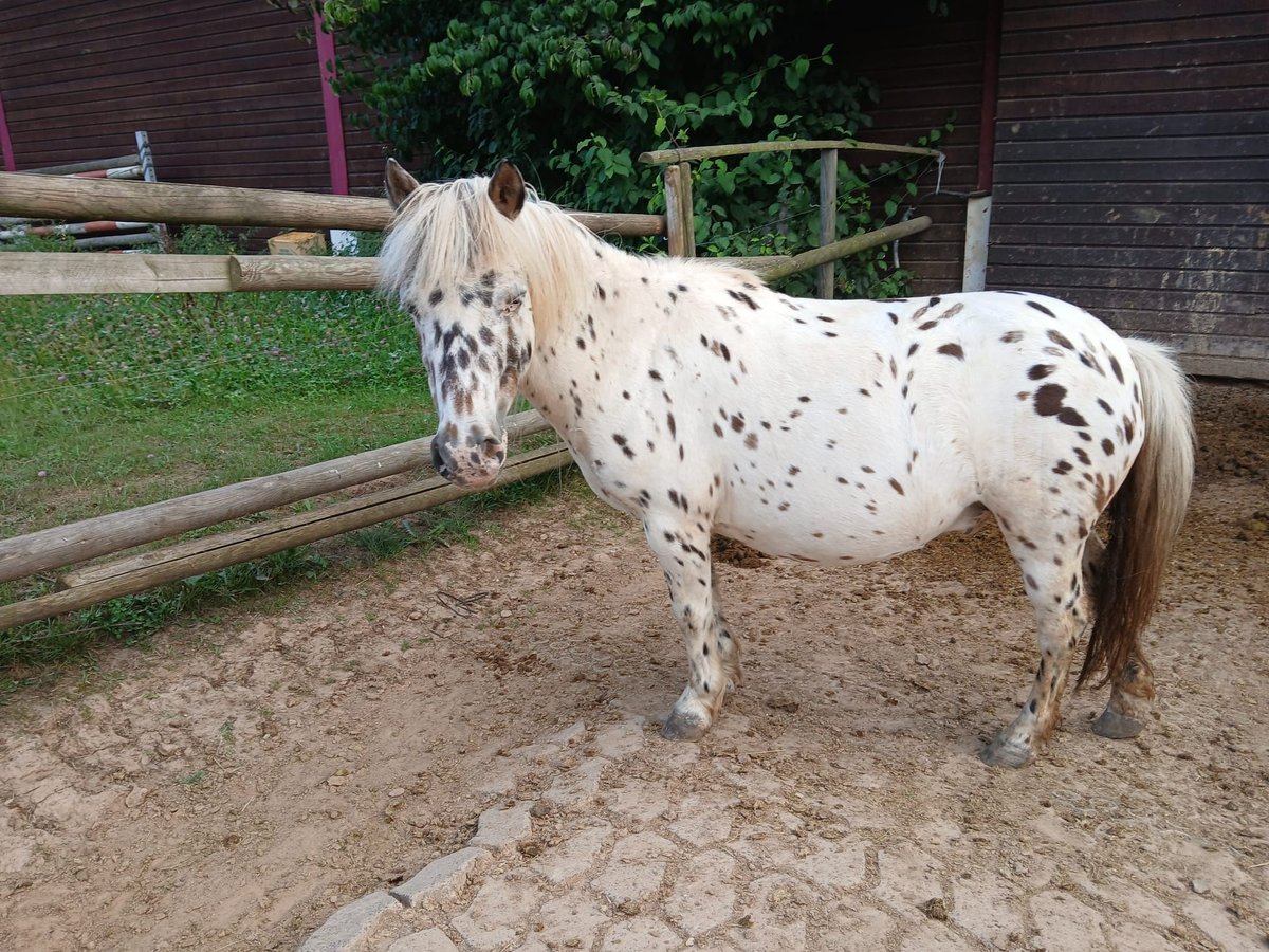 Kuce szetlandzkie Wałach 9 lat 95 cm Tarantowata in Bad Wildungen