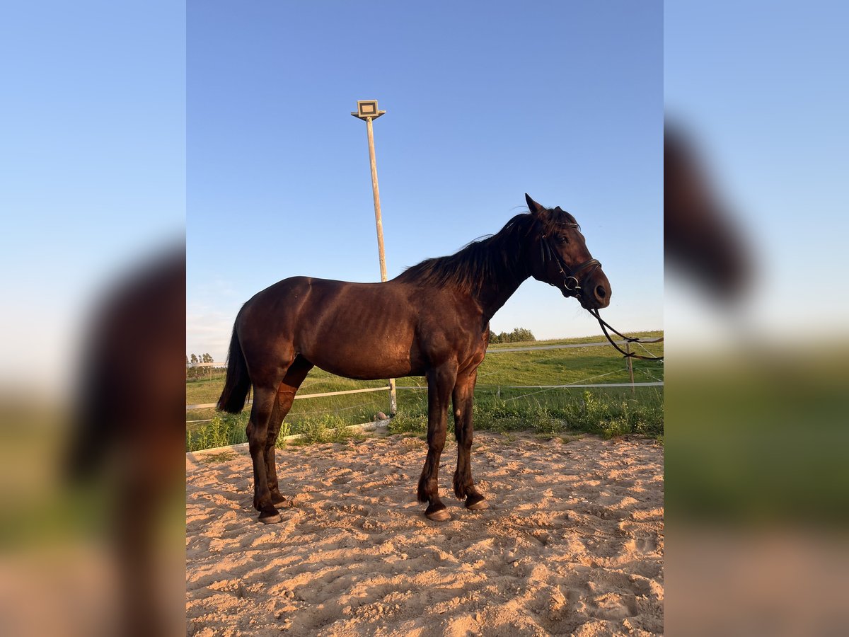 Kłusak amerykański (Standardbred) Klacz 19 lat 165 cm Ciemnogniada in Vilnius