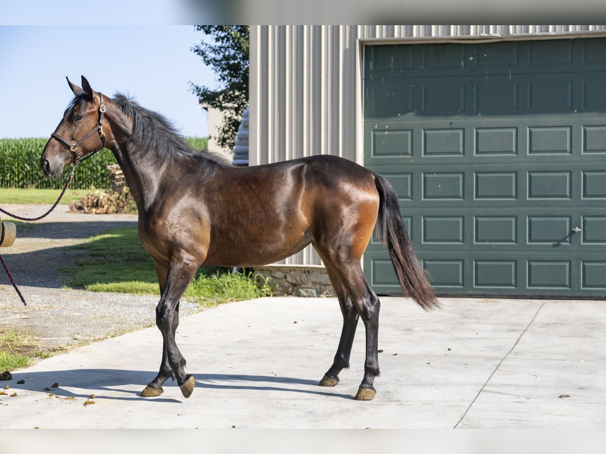Kłusak amerykański (Standardbred) Klacz 1 Rok in Narvon Kłusak amerykański (Standardbred) Klacz 1 Rok in Narvon