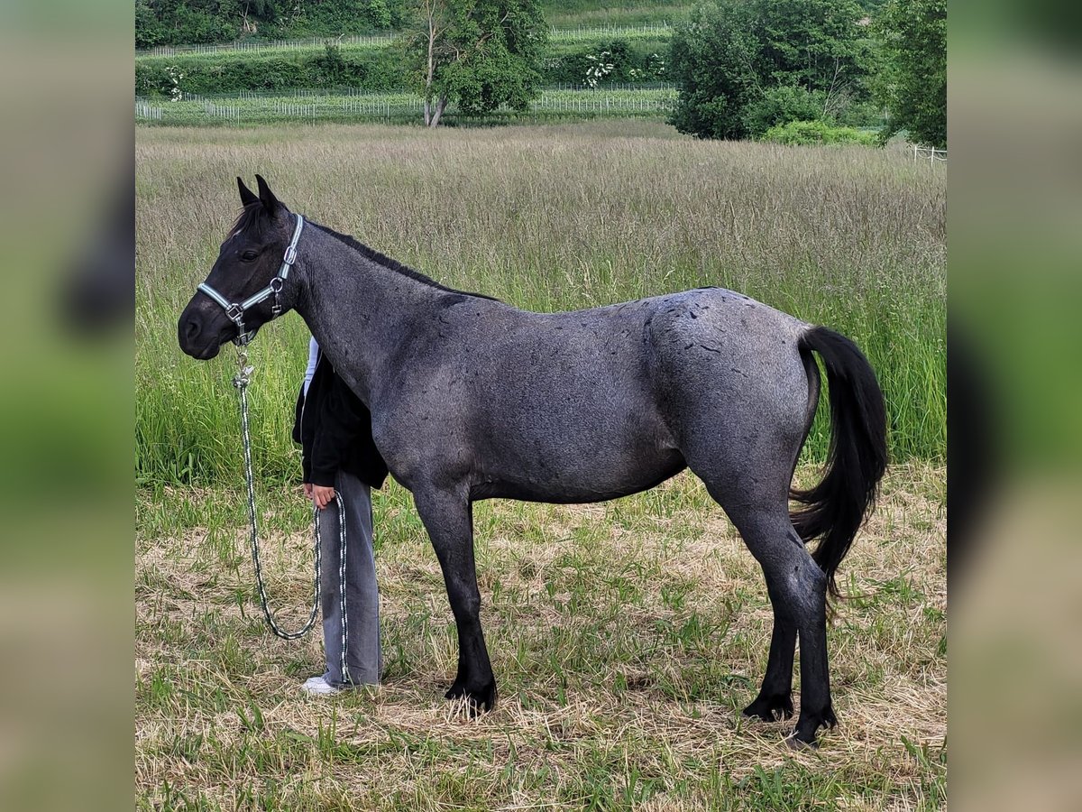Kłusak amerykański (Standardbred) Klacz 4 lat 139 cm Karodereszowata in Heitersheim
