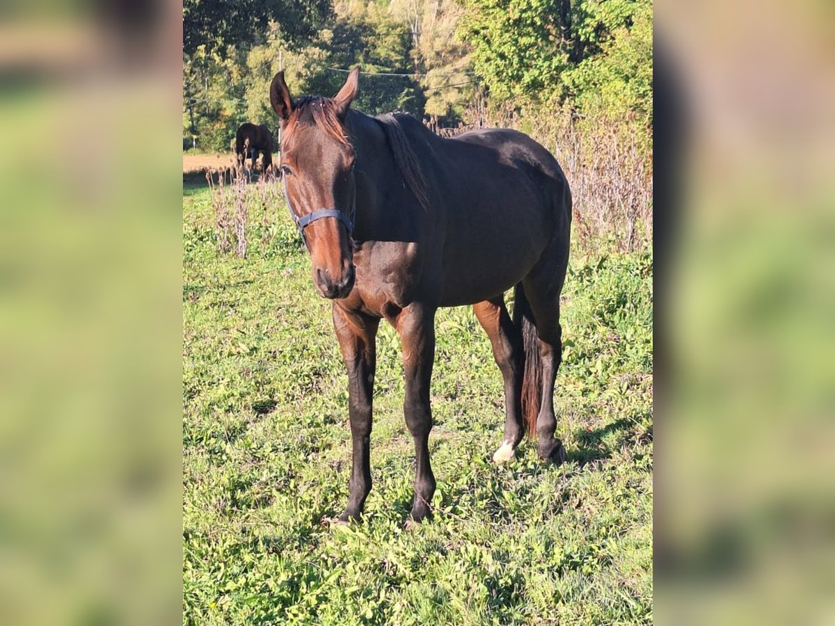 Kłusak francuski Wałach 9 lat 170 cm Skarogniada in L&#xE9;dat