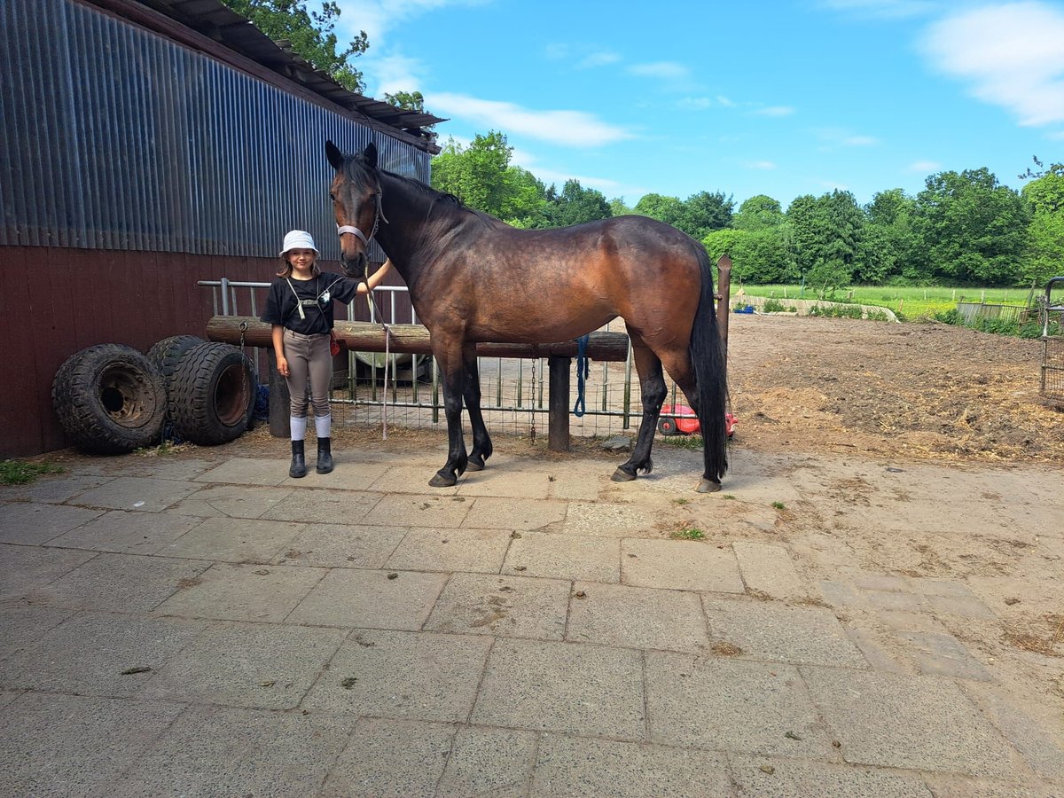 Kłusak niemiecki Klacz 10 lat 157 cm Gniada in Bordesholm
